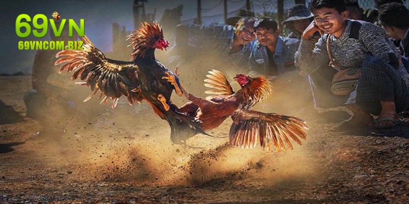 Nguyên nhân khiến đá gà cựa dao tại 69VN là tâm điểm thu hút